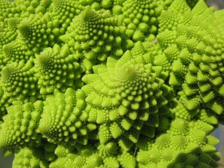 fractal-vegetable