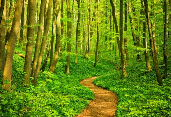 pathinwoods