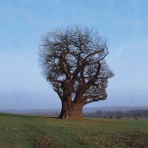 tree brain